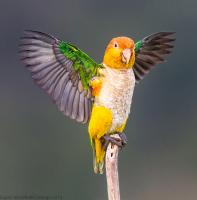 thumb_White-Bellied Parrot